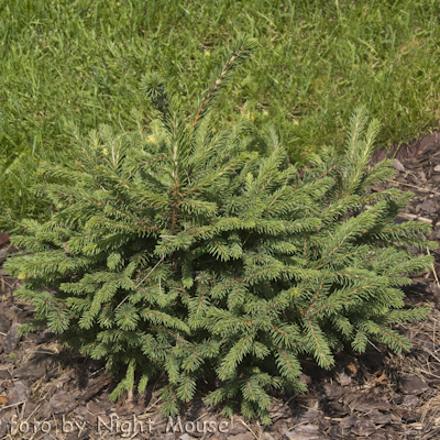 Picea Maxwelli