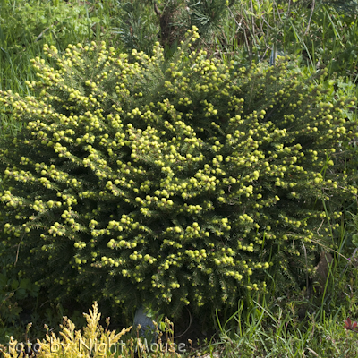 Picea Nidiformis