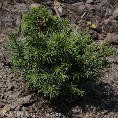 Picea Petra