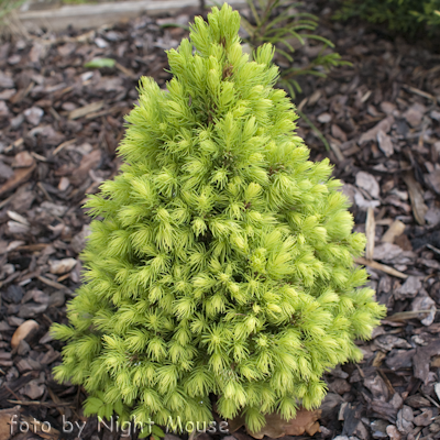 Picea Rainbow`s End