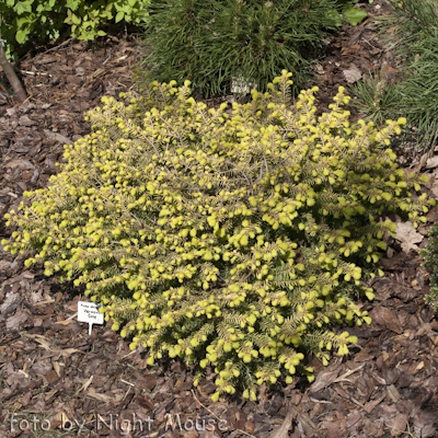 Picea Vermont Gold