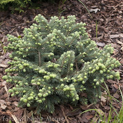 Picea Waldbrunn