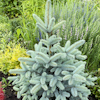 Picea Blue Mountin