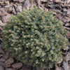 Picea Blue Planet