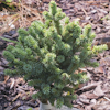 Picea Cecilia