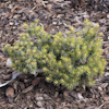 Picea Echiniformis