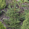 Picea Elegans