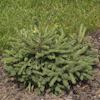 Picea Maxwelli