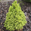 Picea Rainbow`s End