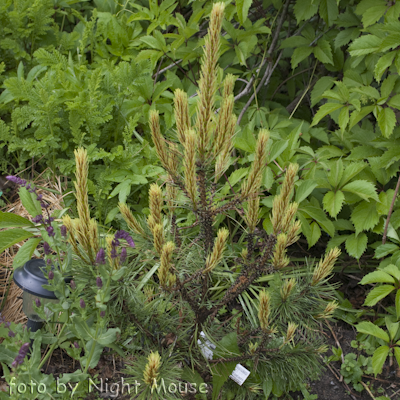 Pinus Albaspicata