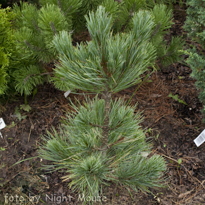 Pinus Compacta Glauca