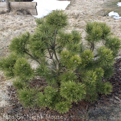 Pinus Fruhlinsgold