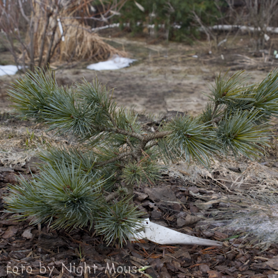 Pinus Glauca