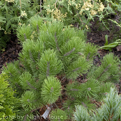 Pinus Golden Glow