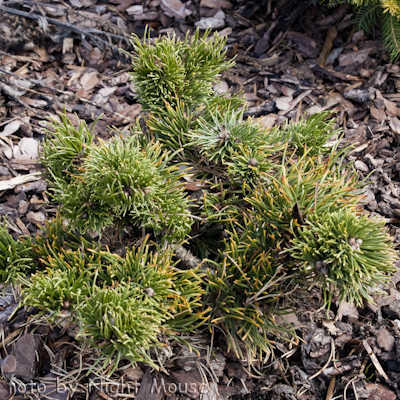 Pinus Jakobsen