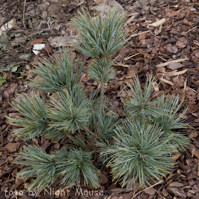 Pinus Jeddelloh