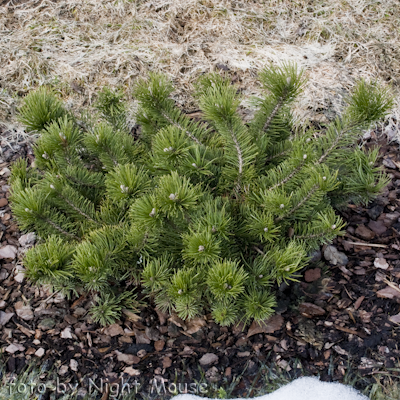 Pinus Krauskopf