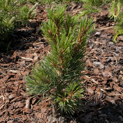 Pinus Liliput