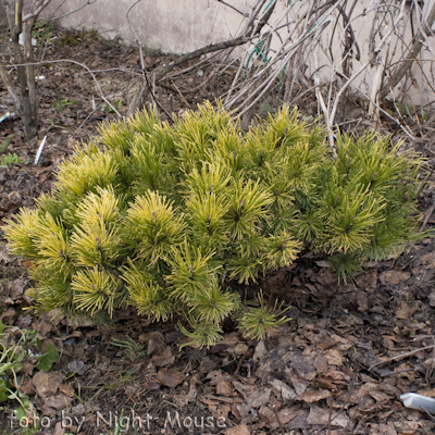 Pinus Ophir