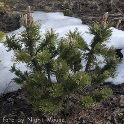 Pinus Peterle