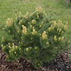 Pinus Fruhlinsgold