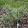 Pinus Glauca