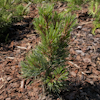 Pinus Liliput