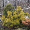 Pinus Zundert