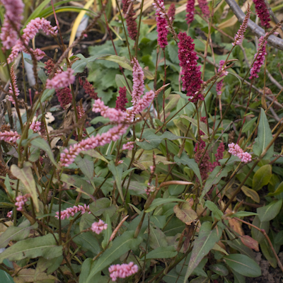 Polygonum Pink Elephant