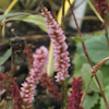 Polygonum Pink Elephant