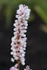 Polygonum Roseum compactum