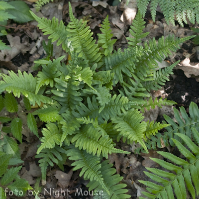 Polypodium s.p.