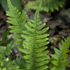 Polypodium s.p.