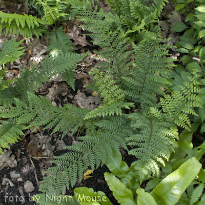 Polystichum Herrenhausen