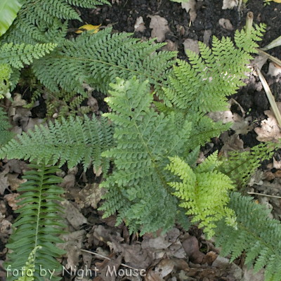 Polystichum Plumosum