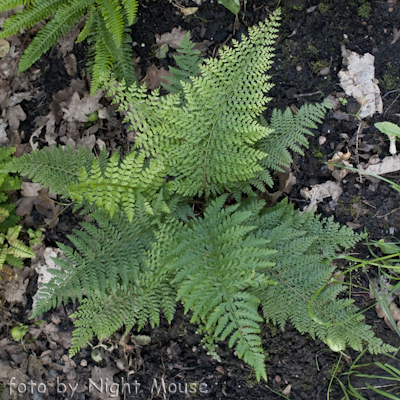 Polystichum Proliferum