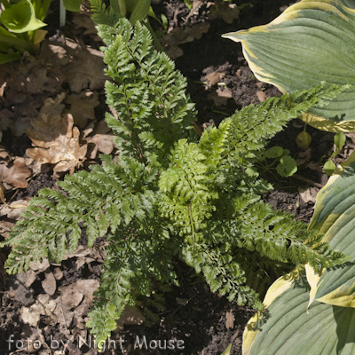 Polystichum Pulcherrimum Bevis