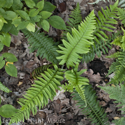 Polystichum s.p.m.