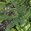 Polystichum Herrenhausen