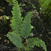 Polystichum Plumoso-densum