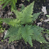 Polystichum Proliferum