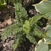 Polystichum Pulcherrimum Bevis