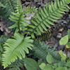 Polystichum s.p.m.