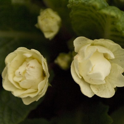 Primula creamy double