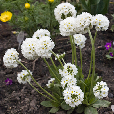 Primula denticulata alba