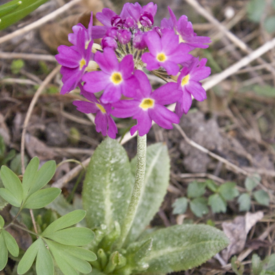 Primula denticulata