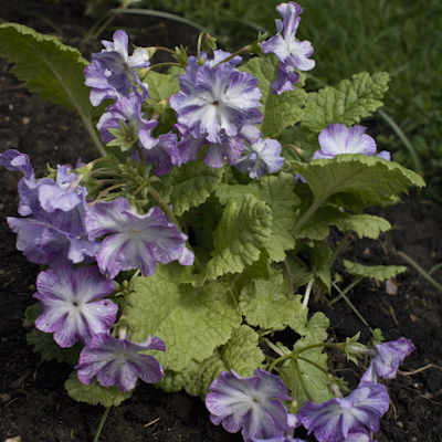 Primula sieboldii