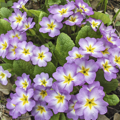 Primula vulgaris lavender