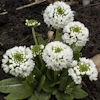 Primula denticulata alba