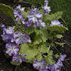 Primula sieboldii